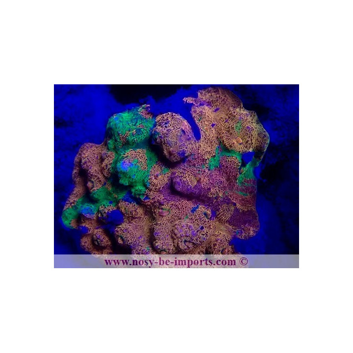Echinophyllia sp. WYSIWYG 20022021-32
