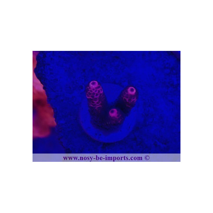 Acropora millepora WYSIWYG 26022021-1