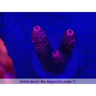 Acropora millepora WYSIWYG 26022021-1