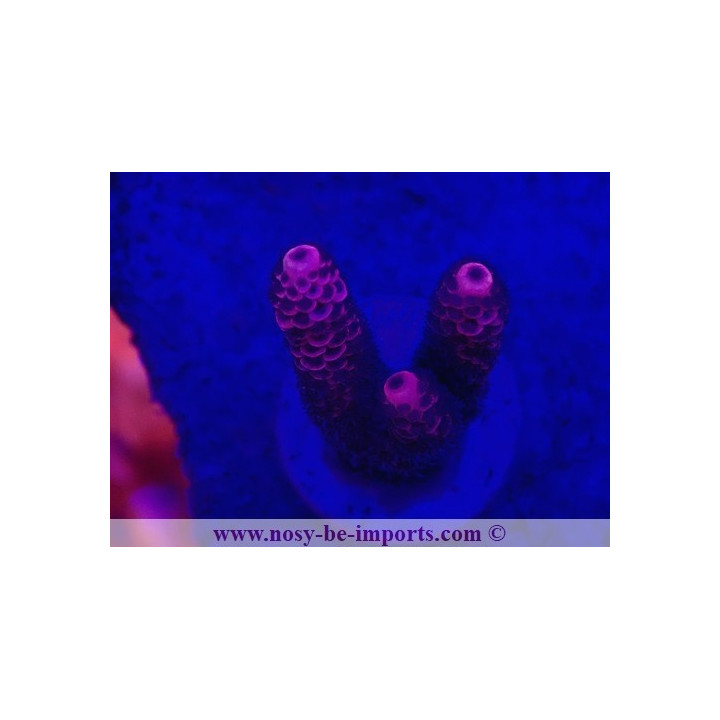 Acropora millepora WYSIWYG 26022021-1