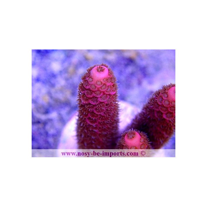 Acropora millepora WYSIWYG 26022021-1