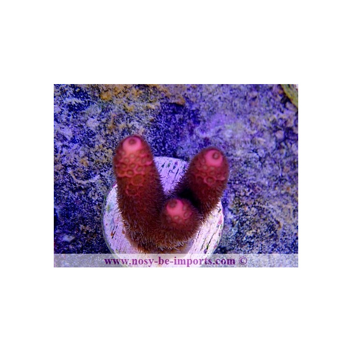 Acropora millepora WYSIWYG 26022021-1