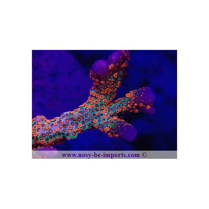 Montipora sp. USA WYSIWYG 26022021-2