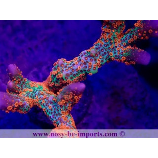 Montipora sp. USA WYSIWYG 26022021-2