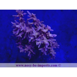 Acropora carduus WYSIWYG 12022021-3