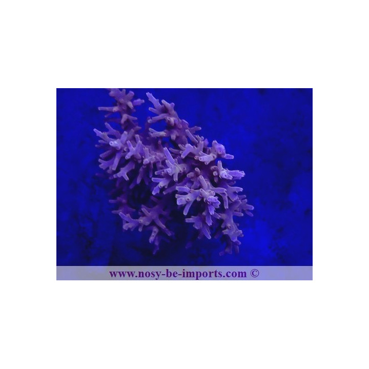 Acropora carduus WYSIWYG 12022021-3
