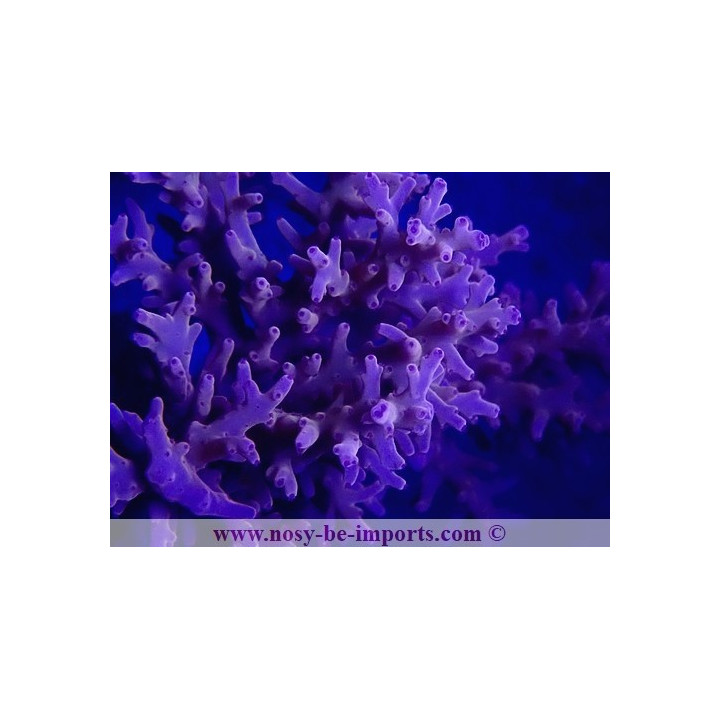 Acropora carduus WYSIWYG 12022021-3
