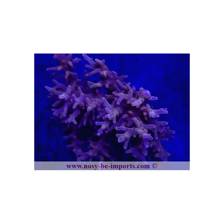 Acropora carduus WYSIWYG 12022021-3