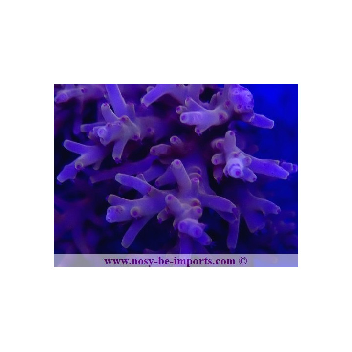 Acropora carduus WYSIWYG 12022021-3