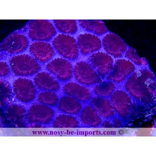 Favia spP WYSIWYG 26022021-4