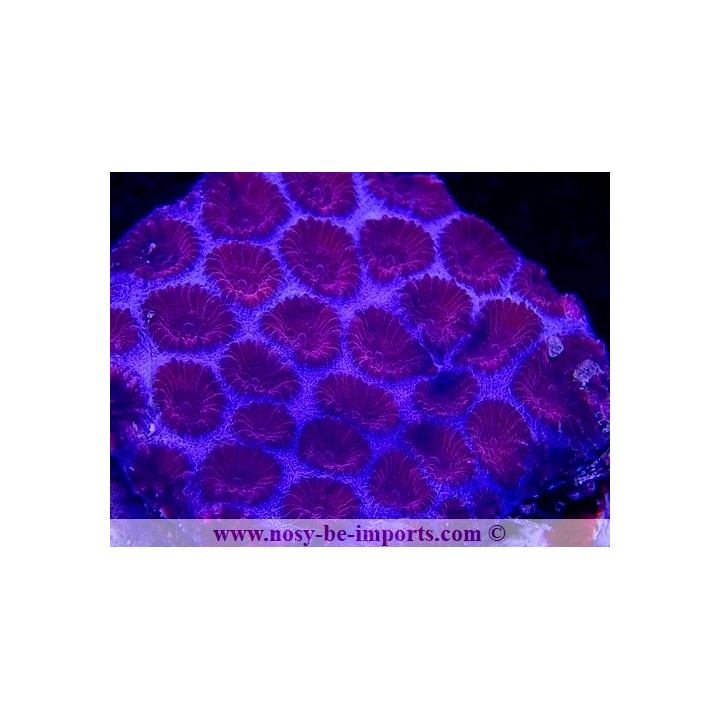 Favia spP WYSIWYG 26022021-4