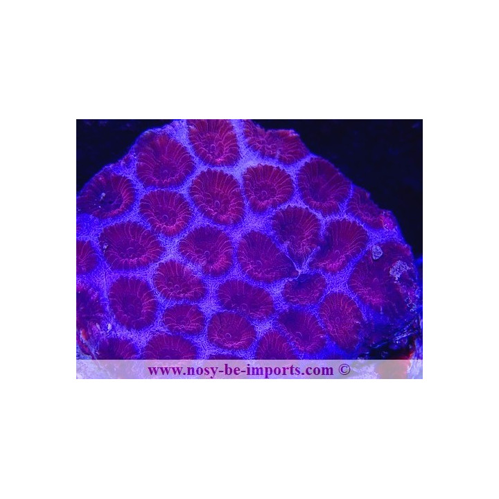 Favia spP WYSIWYG 26022021-4