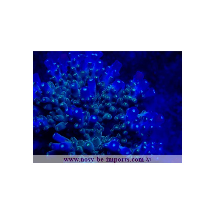 Acropora efflorescens WYSIWYG 26022021-5