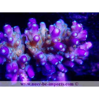 Acropora efflorescens WYSIWYG 26022021-5