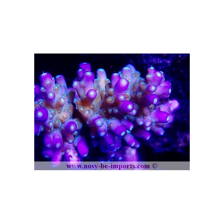 Acropora efflorescens WYSIWYG 26022021-5