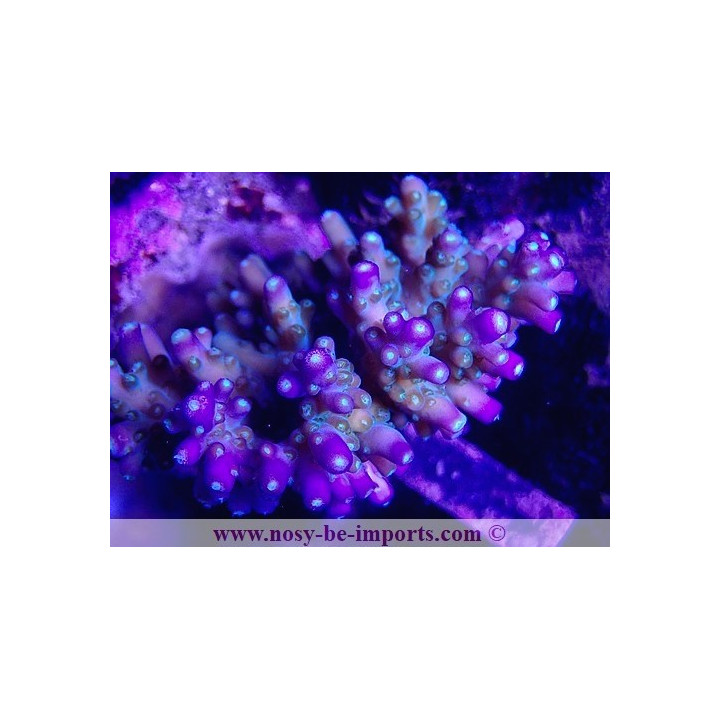 Acropora efflorescens WYSIWYG 26022021-6