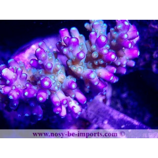 Acropora efflorescens WYSIWYG 26022021-6