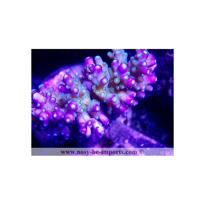 Acropora efflorescens WYSIWYG 26022021-6