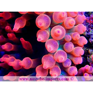 Entacmea quadricolor rouge WYSIWYG 26022021-7