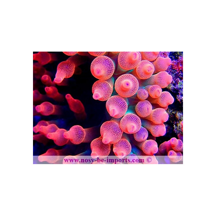 Entacmea quadricolor rouge WYSIWYG 26022021-7