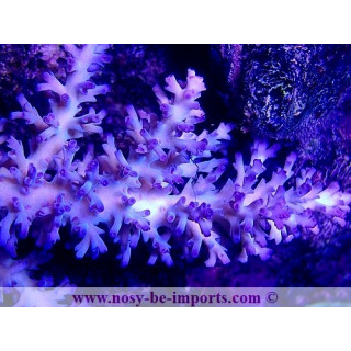 Acropora echinata Ice Fire WYSIWYG 26022021-10