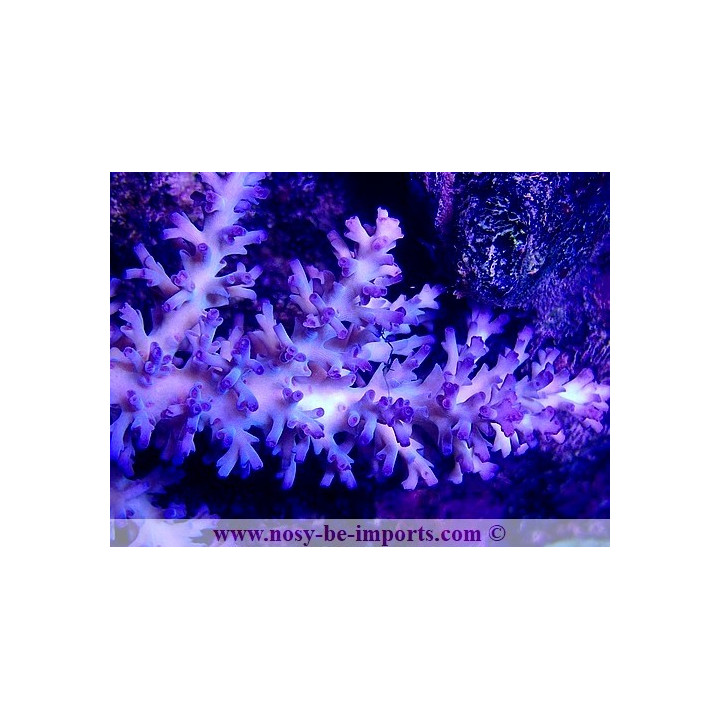 Acropora echinata Ice Fire WYSIWYG 26022021-10