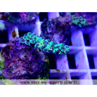 Acropora tenuis WYSIWYG 26022021-11
