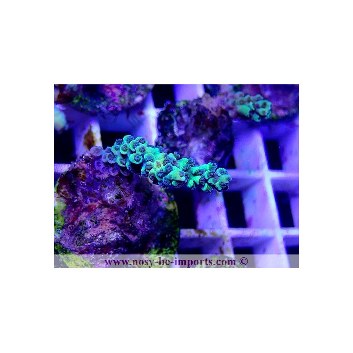 Acropora tenuis WYSIWYG 26022021-11