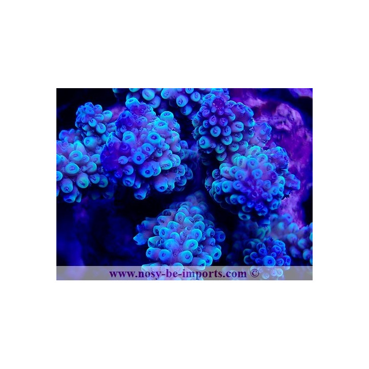 Acropora sp. WYSIWYG 26022021-12