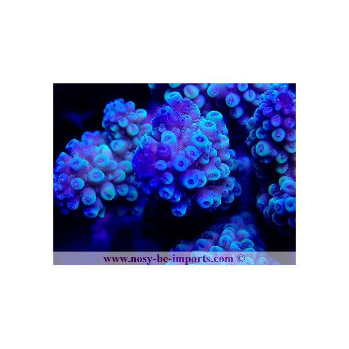 Acropora sp. WYSIWYG 26022021-12