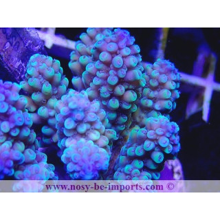 Acropora sp. WYSIWYG 26022021-12