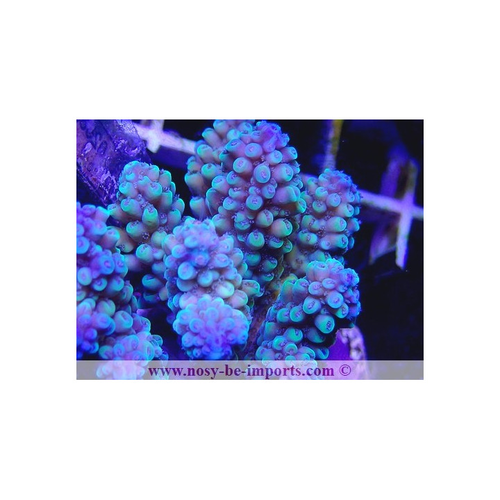 Acropora sp. WYSIWYG 26022021-12