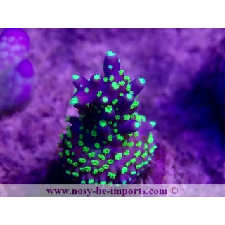 Acropora nana WYSIWYG 26022021-13