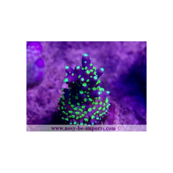 Acropora nana WYSIWYG 26022021-13