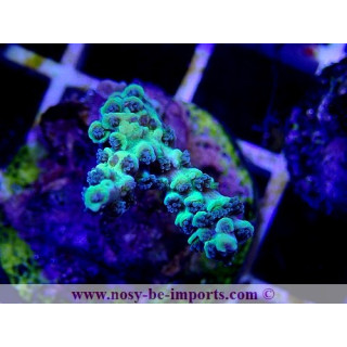 Acropora tenuis WYSIWYG 26022021-15
