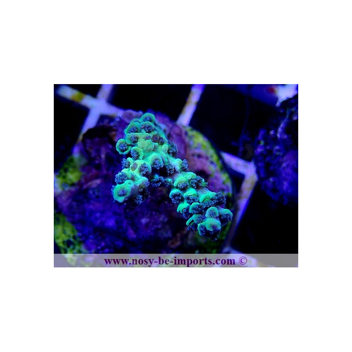 Acropora tenuis WYSIWYG 26022021-15