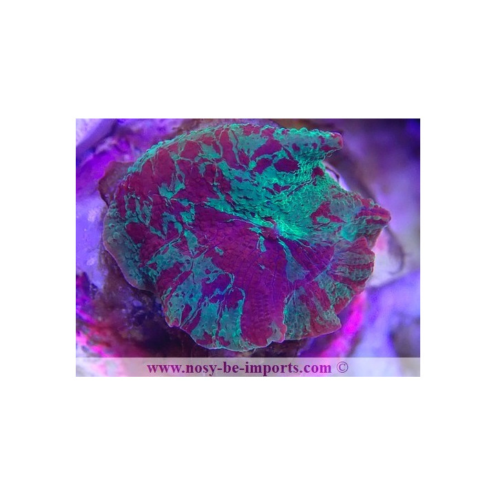 Discosoma sp. Jawbreaker WYSIWYG 20022021-4