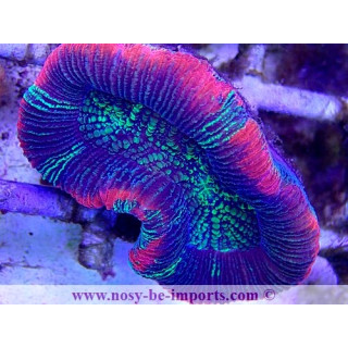 Trachyphyllia sp. WYSIWYG 21022021-2