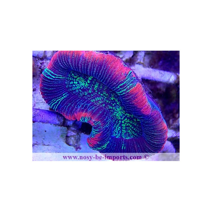 Trachyphyllia sp. WYSIWYG 21022021-2