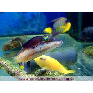 Canthigaster smithae