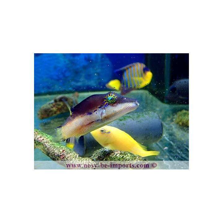 Canthigaster smithae