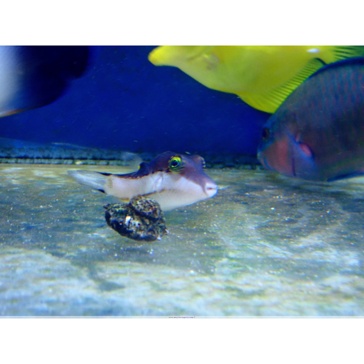 Canthigaster smithae