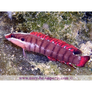 Belonepterygion fasciolatum