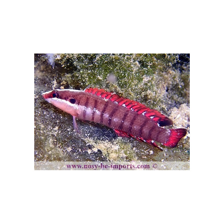 Belonepterygion fasciolatum