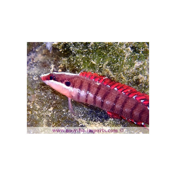 Belonepterygion fasciolatum