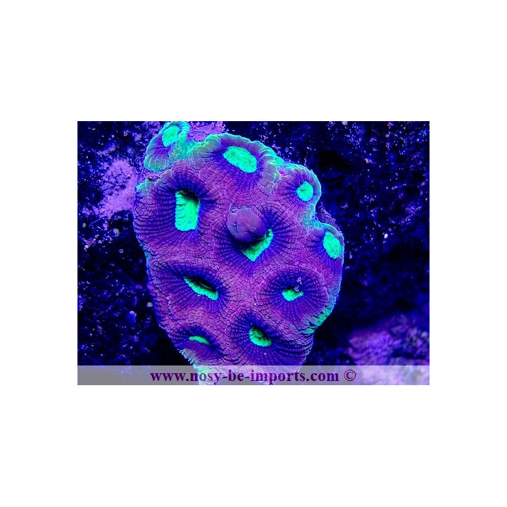 Favites complanata "Dragon Soul"