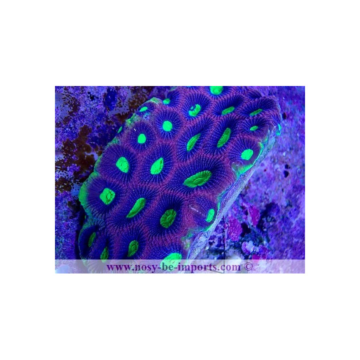 Favites complanata "Dragon Soul"