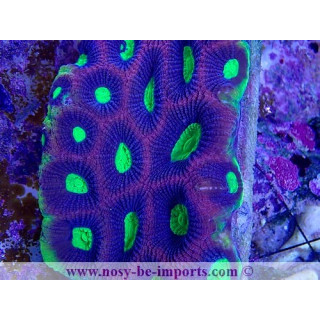 Favites complanata "Dragon Soul"