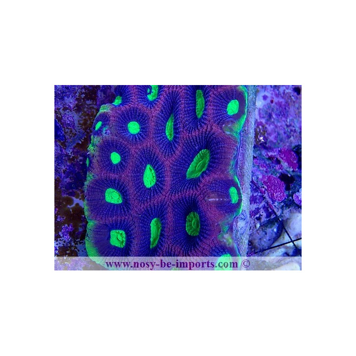 Favites complanata "Dragon Soul"
