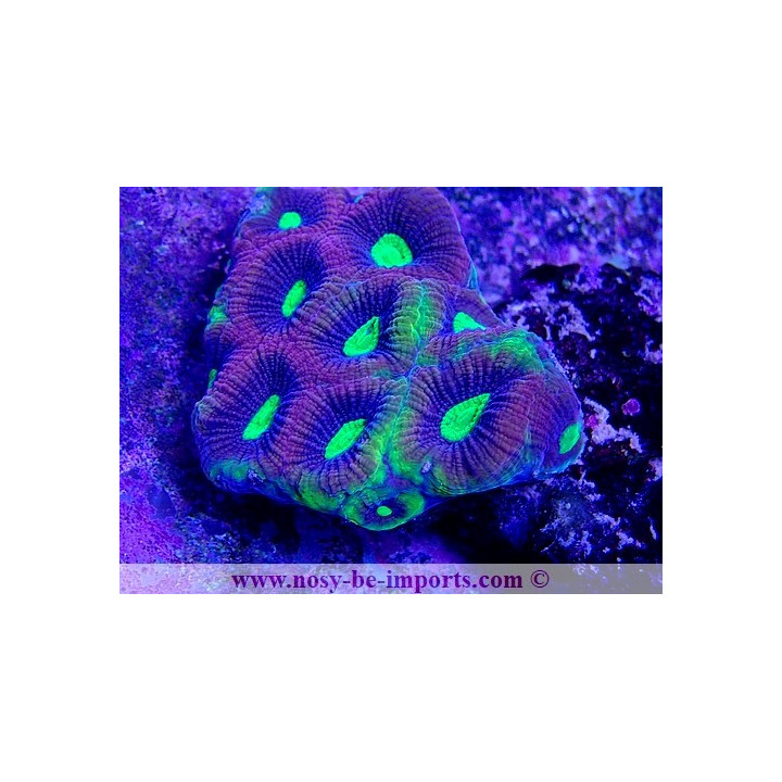 Favites complanata "Dragon Soul"